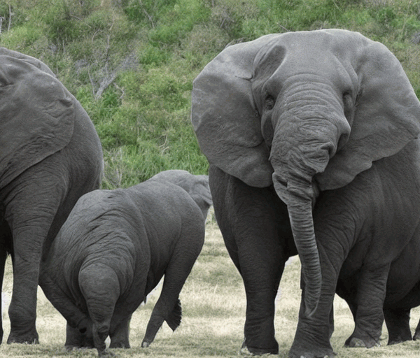 Top 10 Biggest Animals in the World