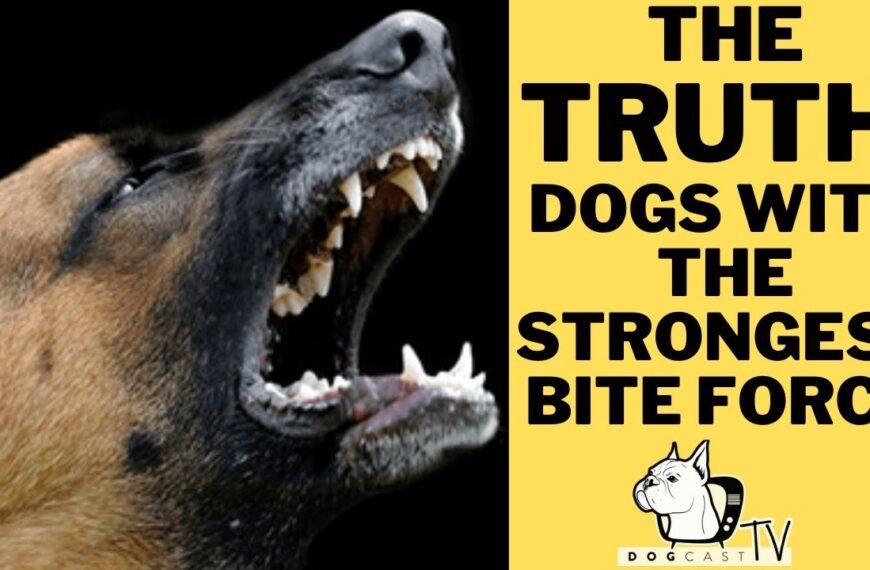 The “Top 10 Strongest Dog Bite Forces”