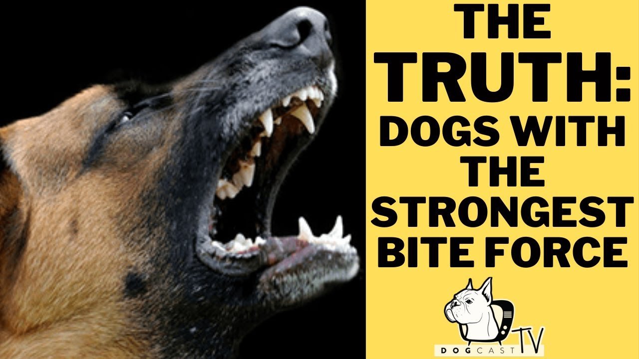 The “Top 10 Strongest Dog Bite Forces”